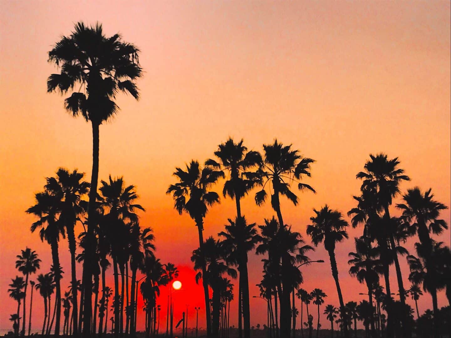 Palm trees at sunset in Los Angeles | San Francisco, CA 94115 and San Carlos, CA 94070